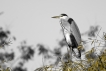 Oiseaux Héron cendré (Ardea cinerea)