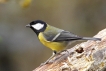 Oiseaux Mésange charbonnière (Parus major)