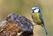 Oiseaux Mésange bleue (Cyanistes caeruleus)