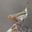 Oiseaux Rouge-gorge familier (Erithacus rubecula)