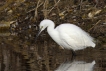 Oiseaux Aigrette garzette (Egretta garzetta)