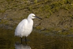 Oiseaux Aigrette garzette (Egretta garzetta)