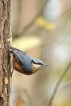 Oiseaux Sittelle torchepot (Sitta europaea)