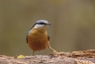 Oiseaux Sittelle torchepot (Sitta europaea)