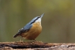 Oiseaux Sittelle torchepot (Sitta europaea)