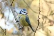 Oiseaux Mésange bleue (Cyanistes caeruleus)