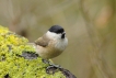 Oiseaux Mésange nonnette (Poecile palustris)