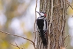 Oiseaux Pic épeiche (Dendrocopos major)