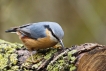 Oiseaux Sittelle torchepot (Sitta europaea)