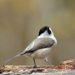 Oiseaux Mésange nonnette (Poecile palustris)