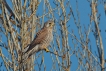 Oiseaux Faucon crécerelle (Falco tinnunculus)