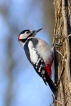 Oiseaux Pic épeiche (Dendrocopos major)