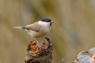 Oiseaux Mésange nonnette (Poecile palustris)