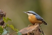 Oiseaux Sittelle torchepot (Sitta europaea)