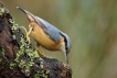 Oiseaux Sittelle torchepot (Sitta europaea)