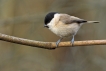 Oiseaux Mésange nonnette (Poecile palustris)