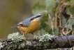 Oiseaux Sittelle torchepot (Sitta europaea)