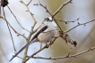 Oiseaux Mésange à longue queue (Aegithalos caudatus)