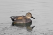 Oiseaux Canard chipeau (Mareca strepera)