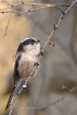 Oiseaux Mésange à longue queue (Aegithalos caudatus)