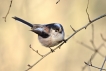 Oiseaux Mésange à longue queue (Aegithalos caudatus)