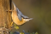 Oiseaux Sittelle torchepot (Sitta europaea)