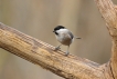 Oiseaux Mésange nonnette (Poecile palustris)