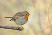 Oiseaux Rouge-gorge familier (Erithacus rubecula)