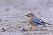 Oiseaux Geai des chènes (Garrulus glandarius)