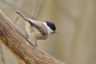 Oiseaux Mésange nonnette (Poecile palustris)