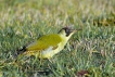 Oiseaux Pic vert (Picus viridis)