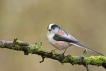 Oiseaux Mésange à longue queue (Aegithalos caudatus)