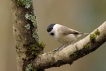 Oiseaux Mésange nonnette (Poecile palustris)