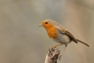 Oiseaux Rouge-gorge familier (Erithacus rubecula)