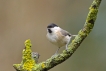 Oiseaux Mésange nonnette (Poecile palustris)