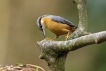 Oiseaux Sittelle torchepot (Sitta europaea)