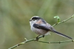 Oiseaux Mésange à longue queue (Aegithalos caudatus)