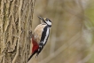 Oiseaux Pic épeiche (Dendrocopos major)