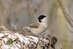 Oiseaux Mésange nonnette (Poecile palustris)