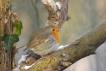 Oiseaux Rouge-gorge familier (Erithacus rubecula)