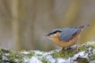 Oiseaux Sittelle torchepot (Sitta europaea)