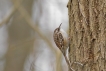 Oiseaux Grimpereau des jardins (Certhia brachydactyla)