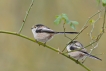 Oiseaux Mésange à longue queue (Aegithalos caudatus)