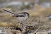 Oiseaux Mésange à longue queue (Aegithalos caudatus)