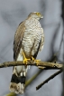 Oiseaux Épervier d\'Europe (Accipiter nisus)