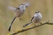 Oiseaux Mésange à longue queue (Aegithalos caudatus)