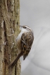 Oiseaux Grimpereau des jardins (Certhia brachydactyla)