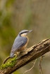 Oiseaux Sittelle torchepot (Sitta europaea)