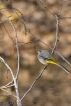 Oiseaux Bergeronnette des ruisseaux (Motacilla cinerea)