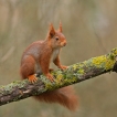 Mammifères Ecureuil roux (Sciurus vulgaris)